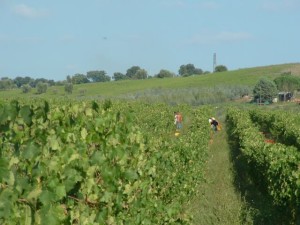 il vigneto di celestina immerso nella maremma