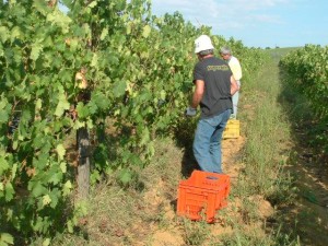 i vigneti di celestina fe