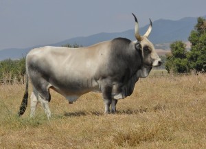 animali presenti nel parco della maremma